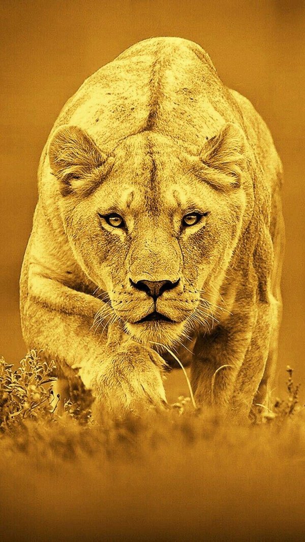 Самые львицы