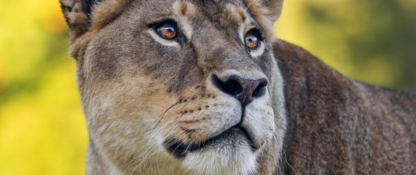 Самые львицы