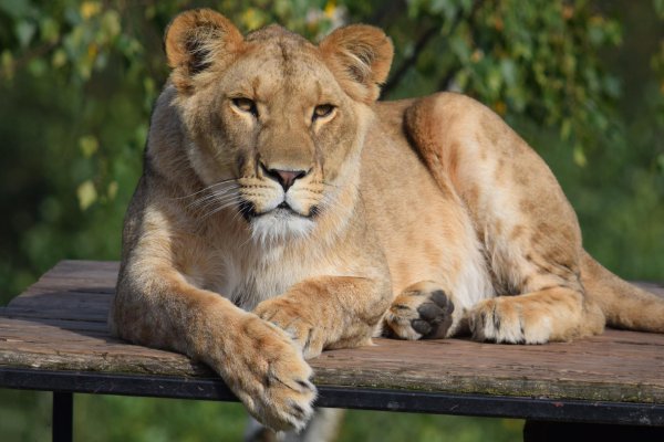 Самые львицы