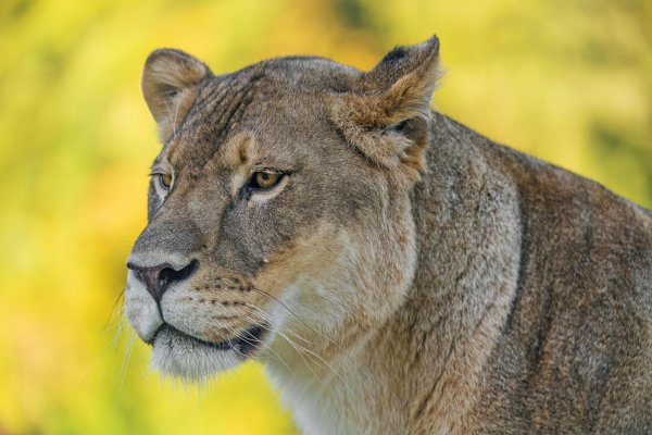 Самые львицы