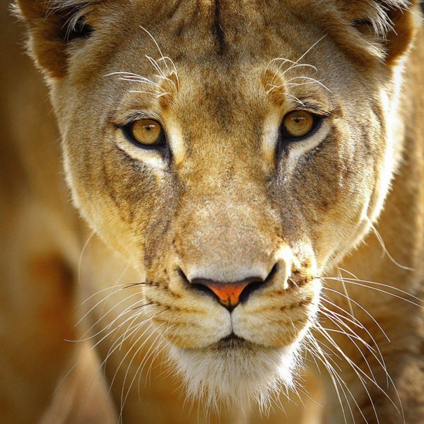 Самые львицы