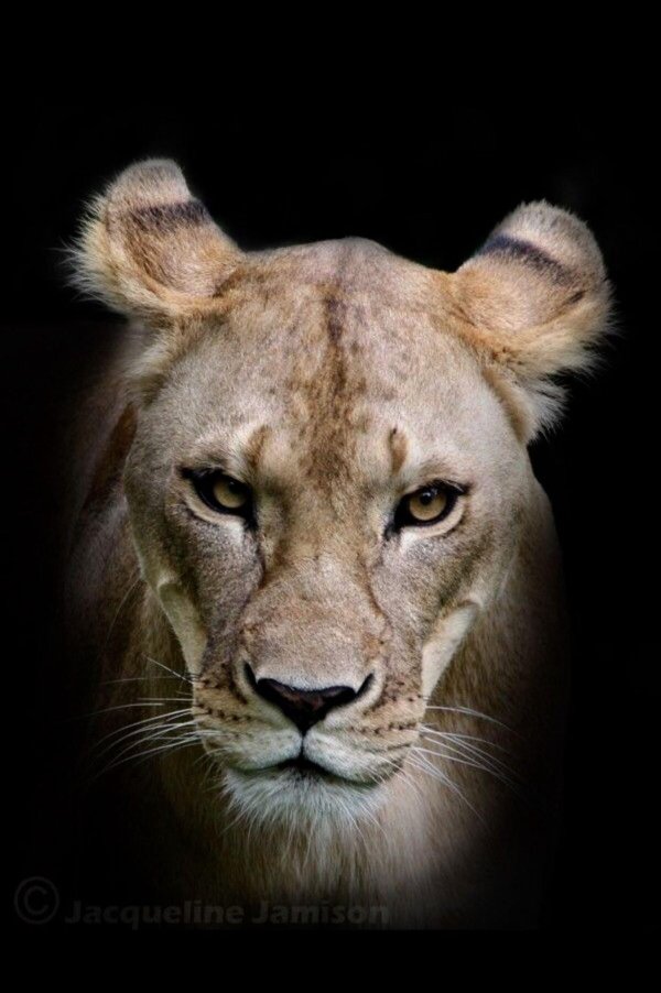 Самые львицы