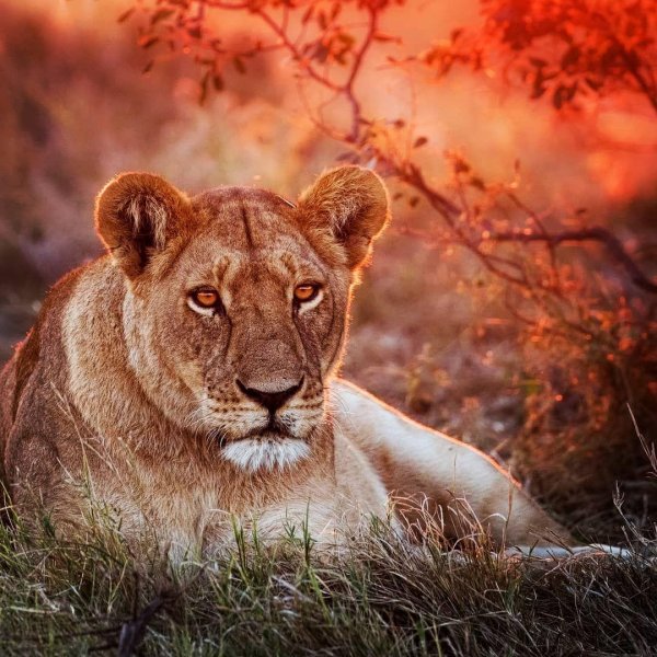 Самые львицы