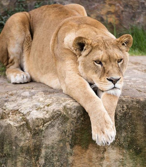 Самые львицы