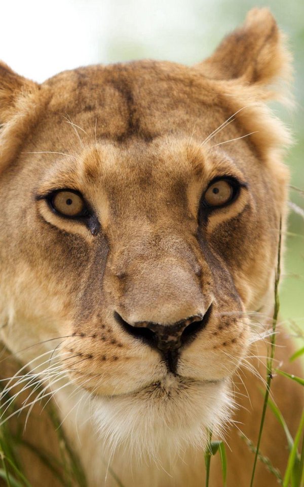 Самые львицы