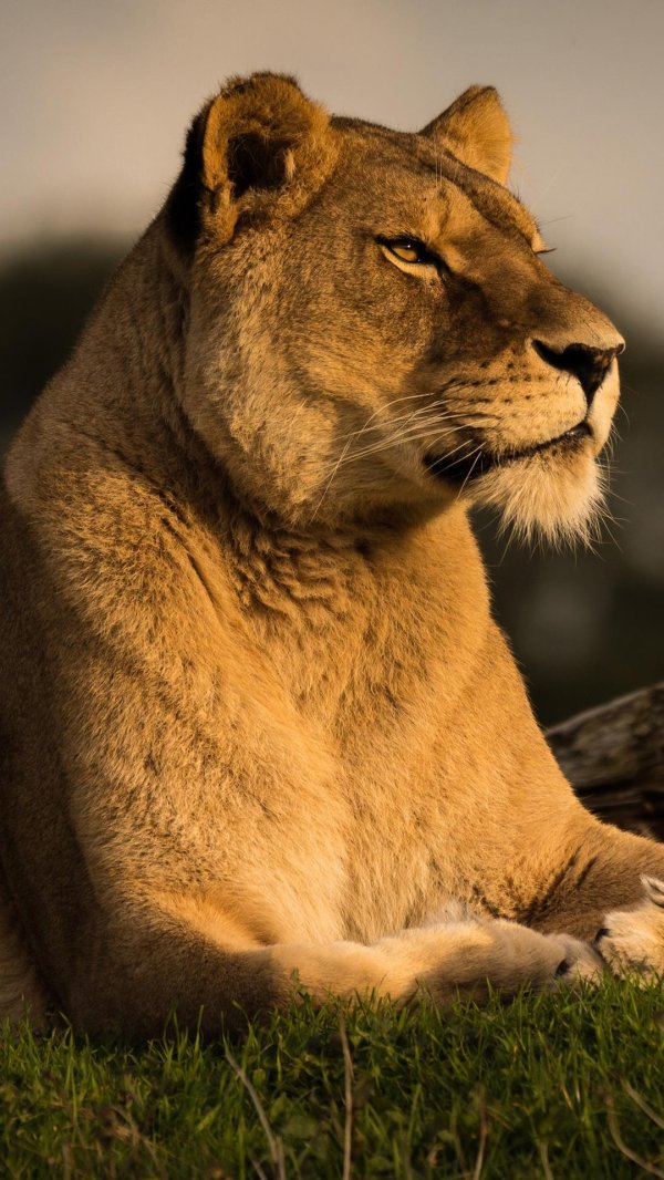 Самые львицы