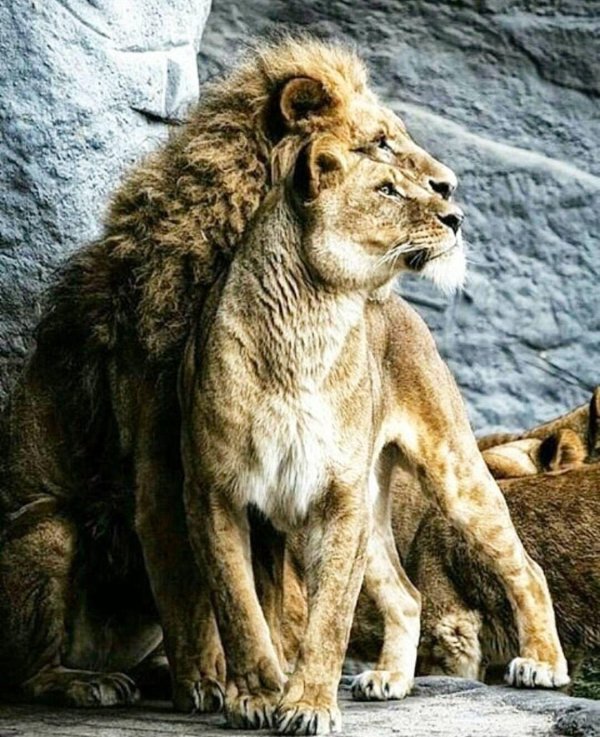 Самые львицы