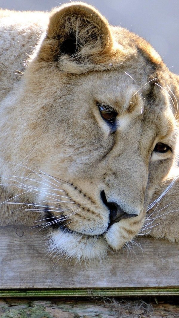 Самые львицы