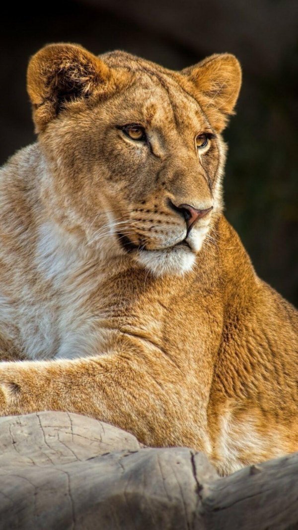 Самые львицы