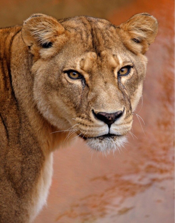 Самые львицы