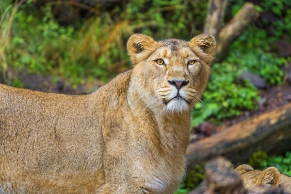 Самые львицы