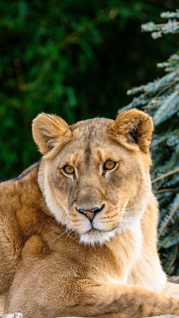 Самые львицы