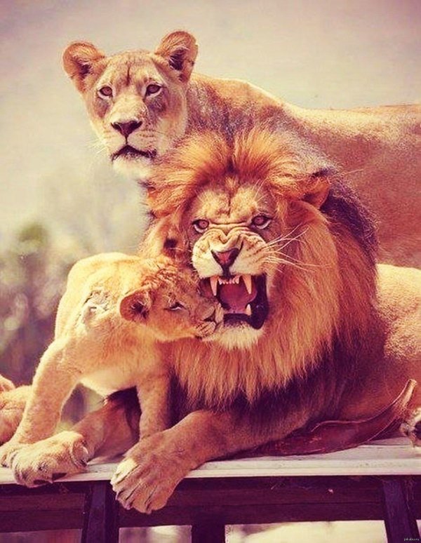 Самые львицы