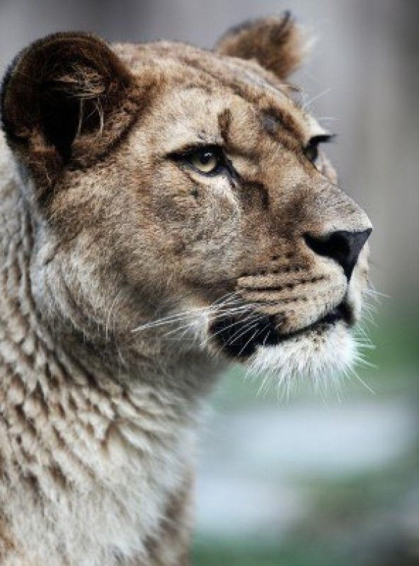 Самые львицы