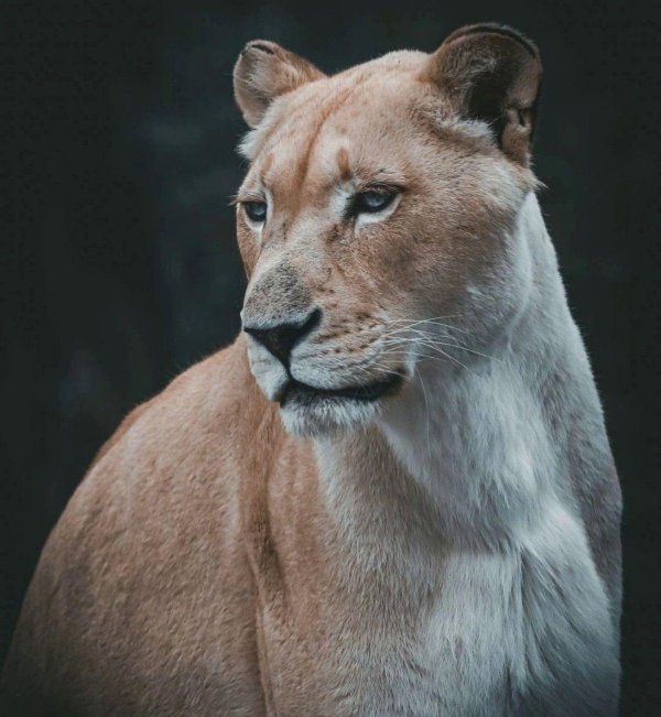 Самые львицы