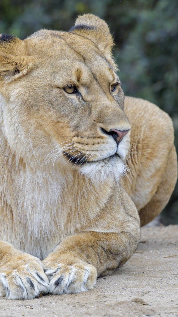 Самые львицы