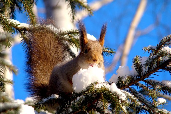 На рабочий стол зима