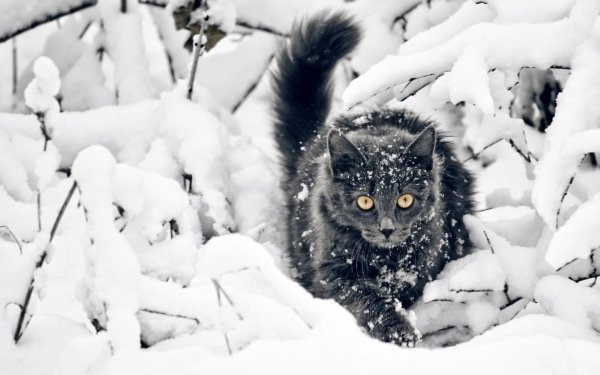 На рабочий стол зима