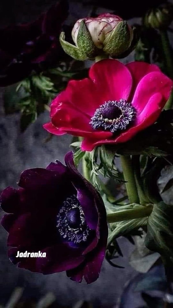 анемона ветреница фиолетовая