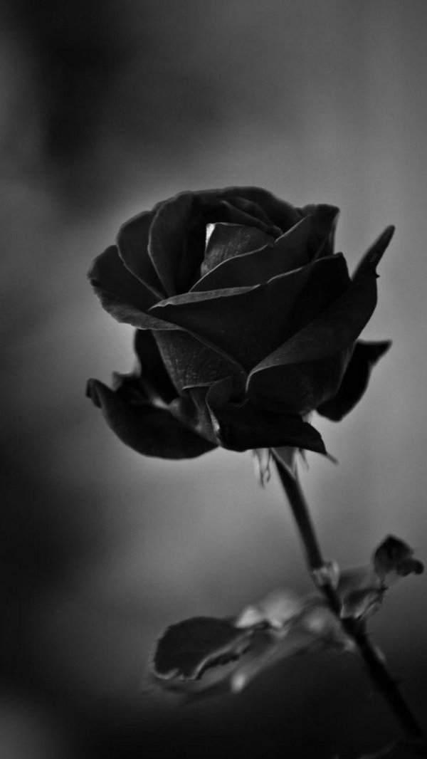 черные розы халфети