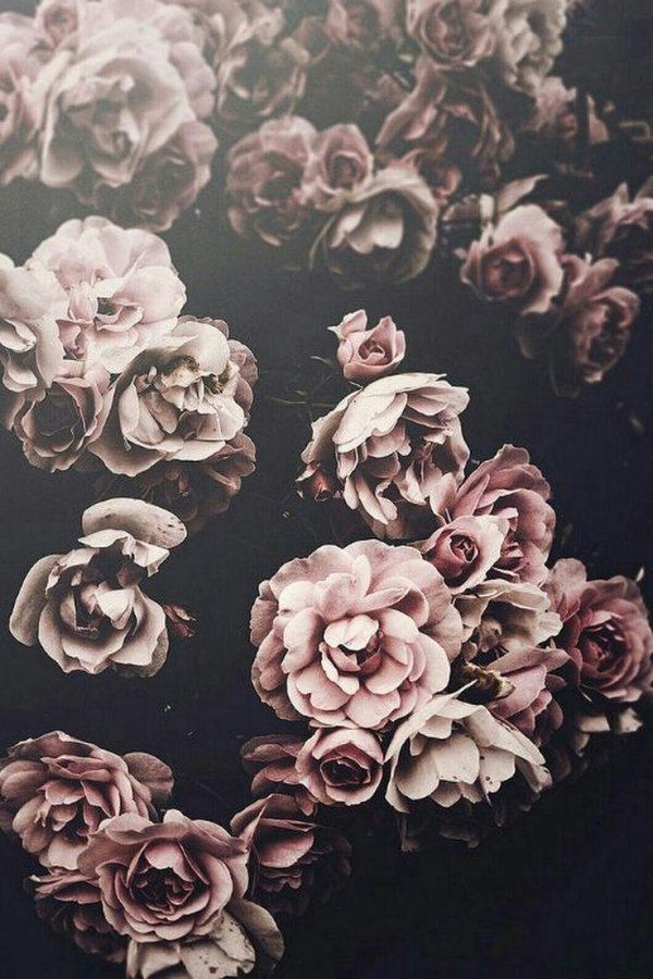 цветочные фоны