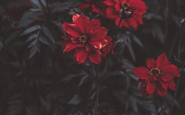 красные цветки