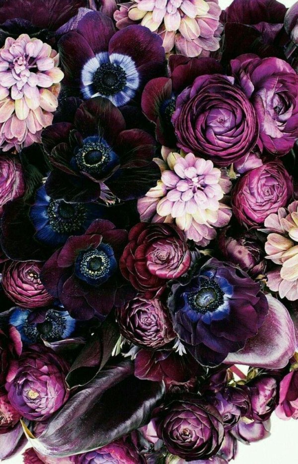 цветок ранункулюс