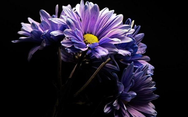 хризантемы фиолетовые