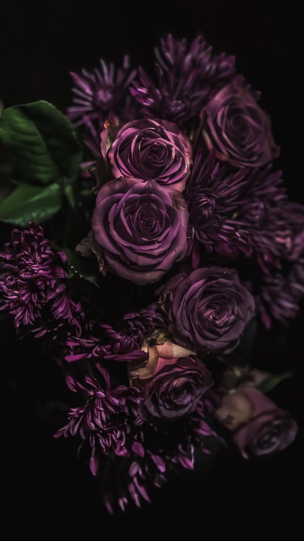 чёрные и фиолетовые розы истетика