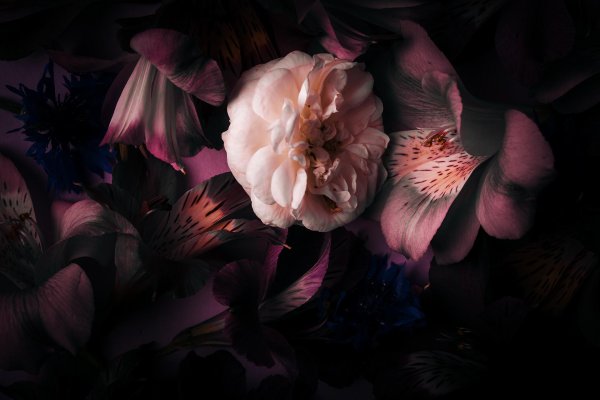 цветочные фоны