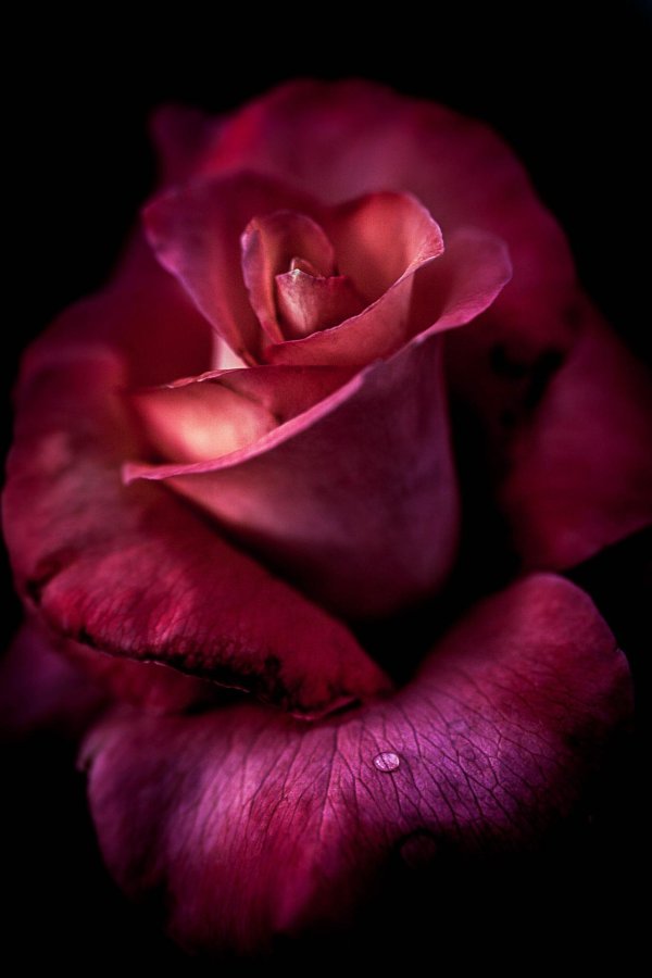 красивые розовые розы