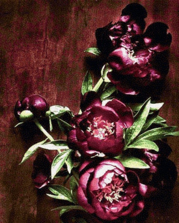 очаровательные пионы