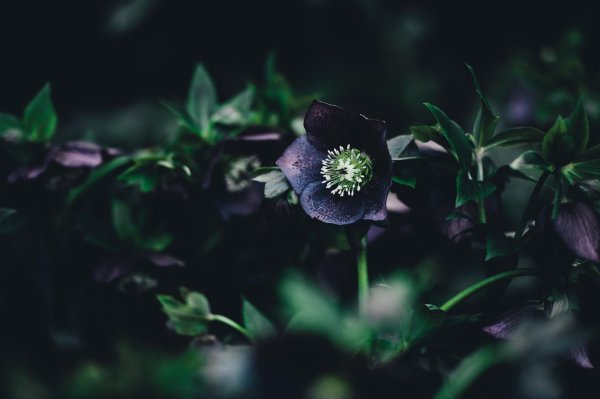 helleborus orientalis