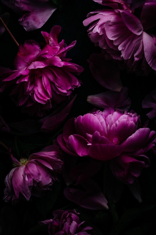 фиолетовые пионы