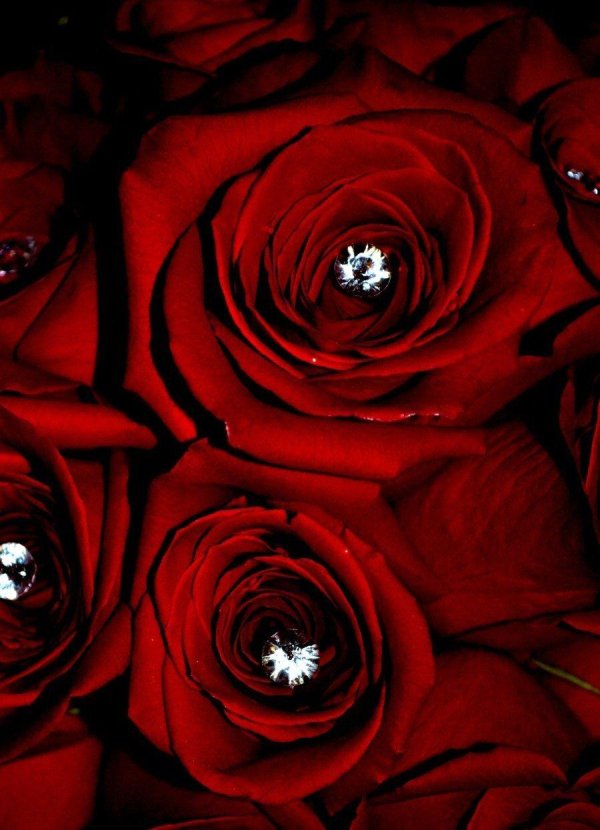 роскошные розы