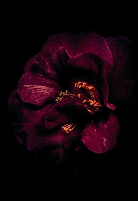 гибискус black rainbow