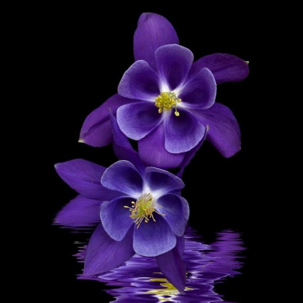 аквилегия колумбийская