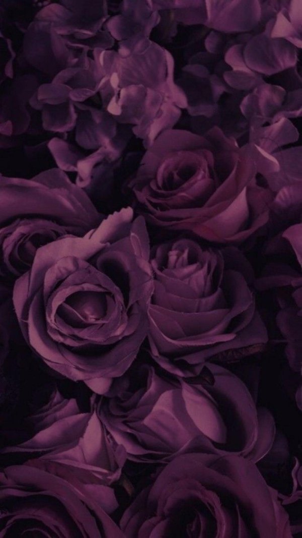 сиреневая роза