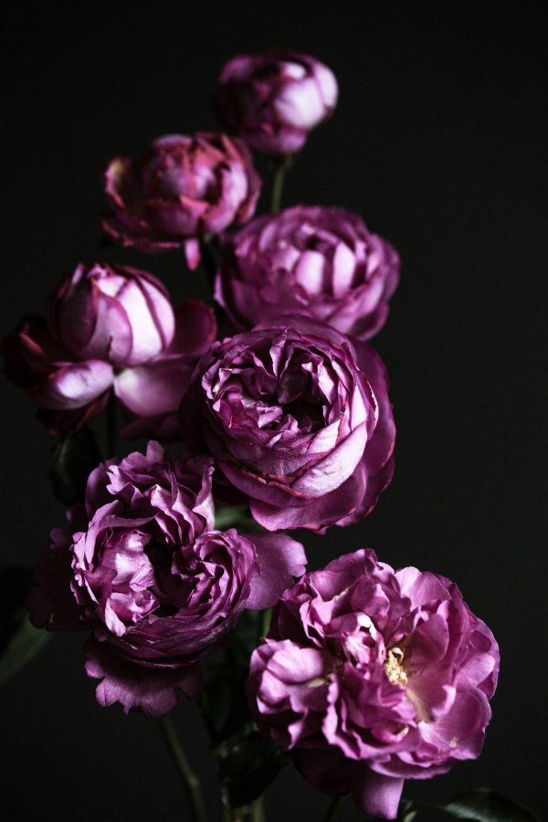 сиреневые пионы