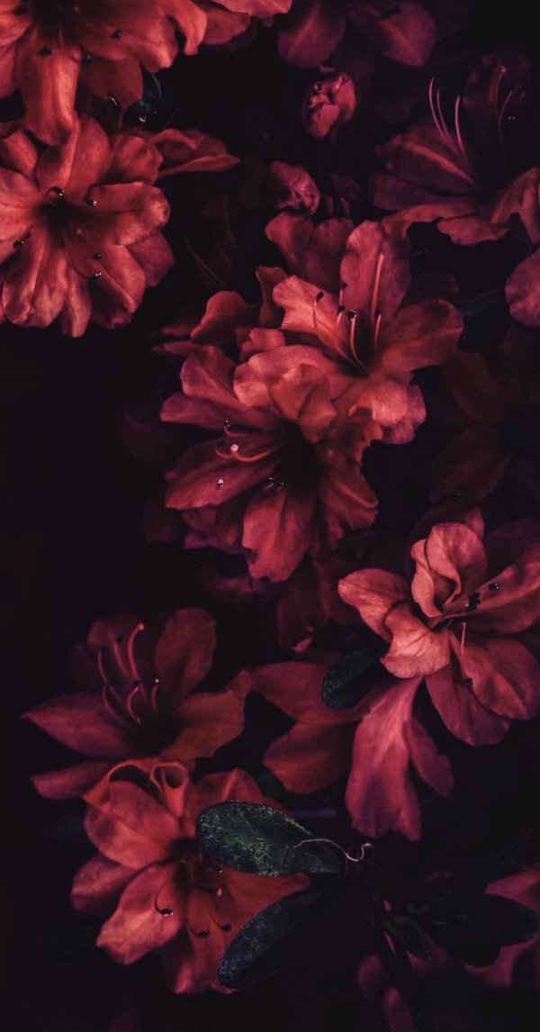 цветочные фоны