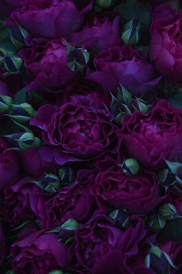 пион дарк пурпл