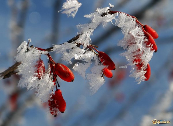 Прощай зима