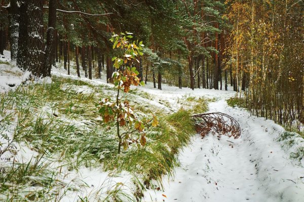 До свидания зима
