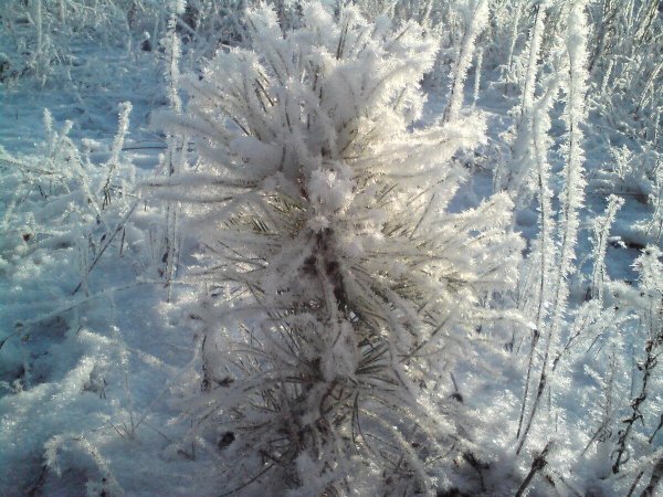 До свидания зима