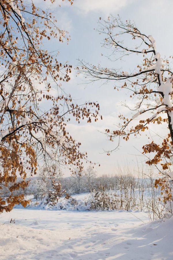 До свидания зима