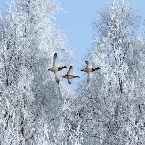 До свидания зима