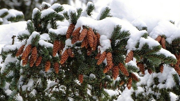 Февральская зима