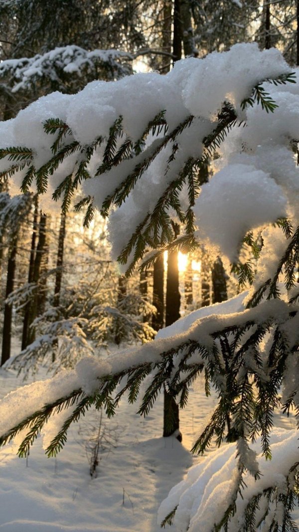 Февральская зима