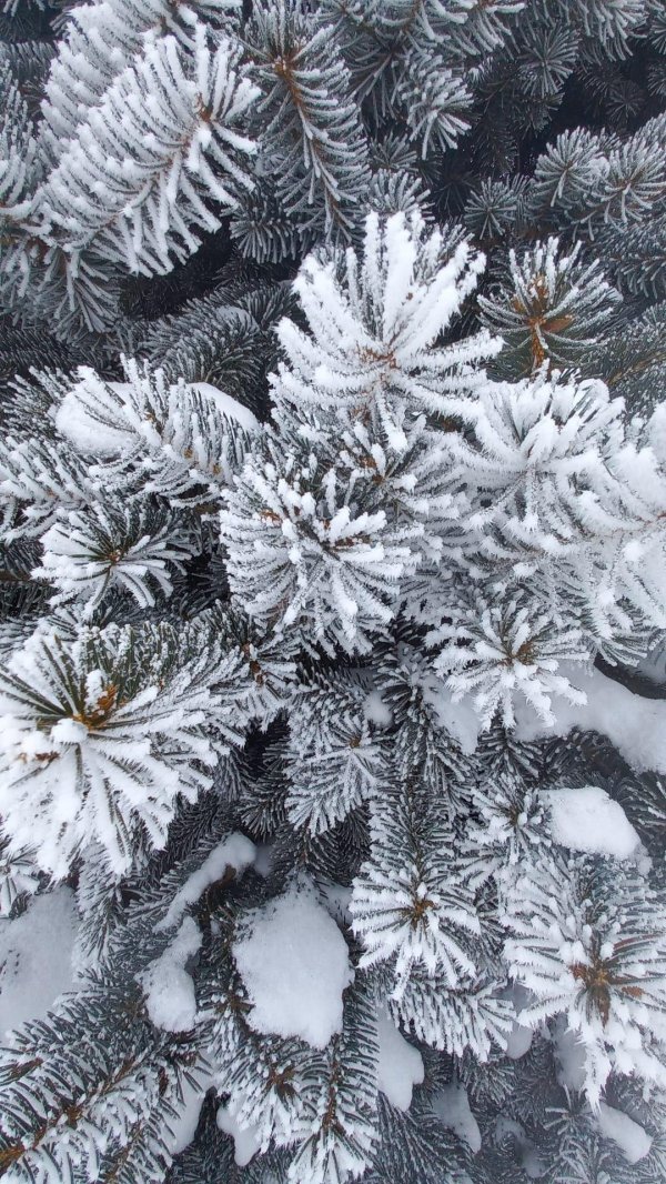 Февральская зима