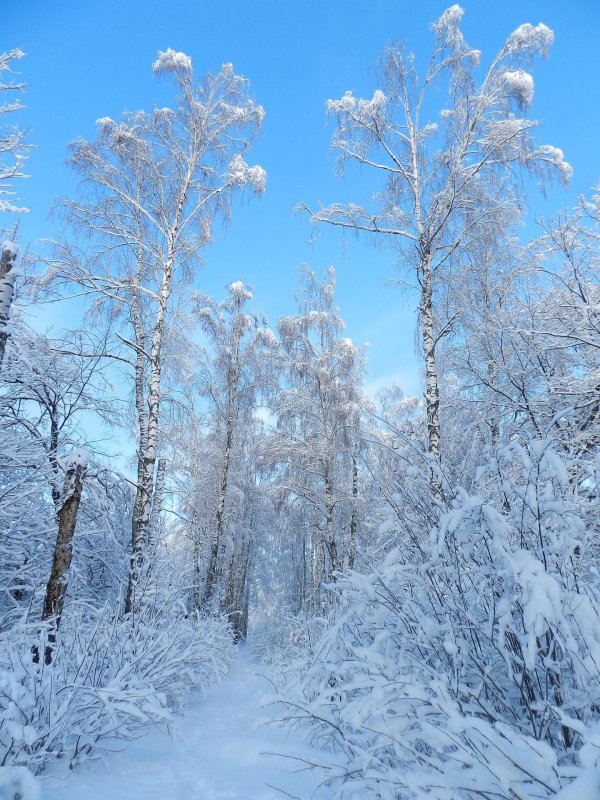 Февральская зима